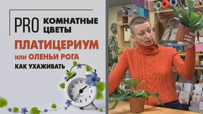 Папоротник Оленьи рога: нюансы ухода