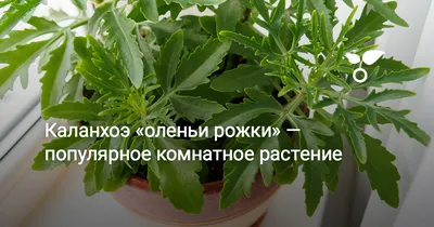Каланхоэ Оленьи рожки — купить в Красноярске. Горшечные растения и  комнатные цветы на интернет-аукционе Au.ru