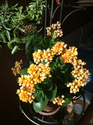 Каланхоэ лациниата (Kalanchoe laciniata)