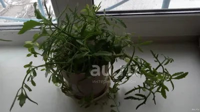 Платицериум советы за уходом в домашних условиях | Growbox