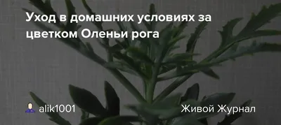 Каланхое Блоссфельда: повторное цветение, уход и размножение. | Татьяна  Садовод | Дзен