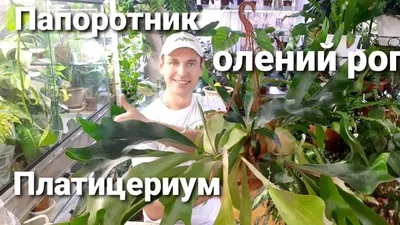 Папоротник Оленьи Рога, шт | «Лавка Аквариумиста»