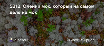 Олений мох Ягель 50гр (ID#1538770675), цена: 55 ₴, купить на Prom.ua