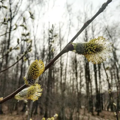 Небольшая Ветвь Черной Ольхи Alnus Glutinosa С Мужскими Кошачьими И  Женскими Красными Цветками Цветущая Ольха Весной Красивый Природный Фон С  Че — стоковые фотографии и другие картинки Аллергия - iStock