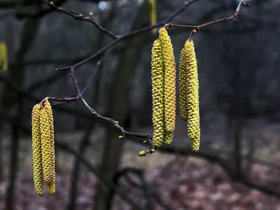 Зацвела ольха! #весна #прогулка #природа #деревья #лес #spring #walking  #nature #trees #forest | Ранняя весна, Природа, Весна