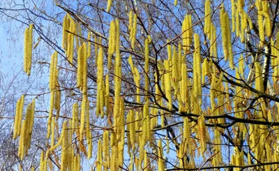 Ольха серая \"Пендула\" (Alnus incana Pendula) - Лиственные растения весна  2024 года - купить лиственные растения спирея, кизильник, барбарис,  лапчатка.