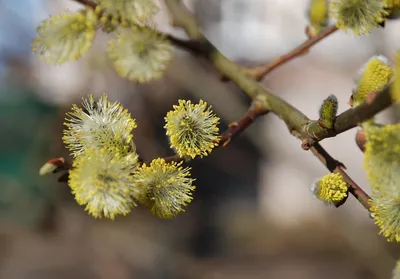 Небольшая Ветвь Черной Ольхи Alnus Glutinosa С Мужскими Кошачьими И  Женскими Красными Цветками Цветущая Ольха Весной Красивый Природный Фон С  Че — стоковые фотографии и другие картинки Без людей - iStock