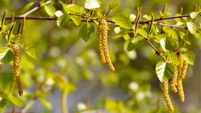 Небольшая Ветвь Черной Ольхи Alnus Glutinosa С Мужскими Кошачьими И  Женскими Красными Цветками Цветущая Ольха Весной Красивый Природный Фон С  Че — стоковые фотографии и другие картинки Аллергия - iStock