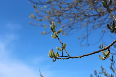 В Брянский лес пришла настоящая весна