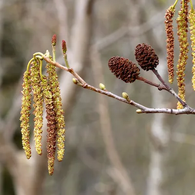 Ольха чёрная – дерево и древесина – Alnus glutinosa