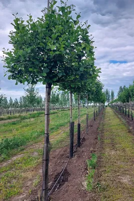 Ольха серая Лациниата (Alnus incana Laciniata)