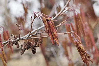 Ольха пушистая (Alnus hirsuta (Spach) Rupr.) - описание вида, фотографии,  уход, содержание, пересадка, вредители, размножение - Ольха на Ваш Сад