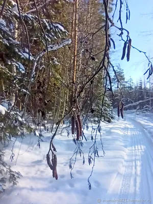 Ольха дерево (135 фото) - 135 фото