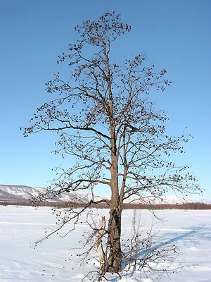 ольха серая