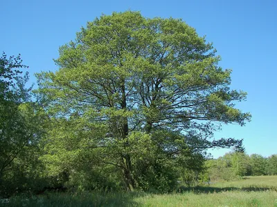 Акварель прорисовка, dark botanical,…» — создано в Шедевруме