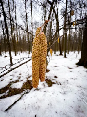 Ольха. Зимний денёк. Alder. Winter day. | Mapio.net