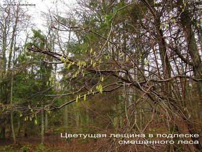 Акварель прорисовка, dark botanical,…» — создано в Шедевруме