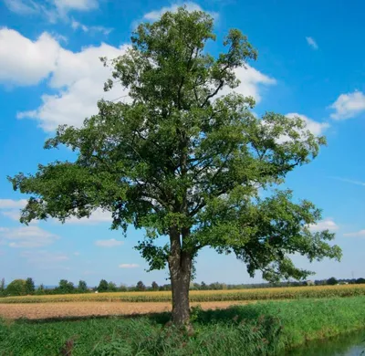 Ольха: описание дерева, где растет, виды, посадка и уход, размножение