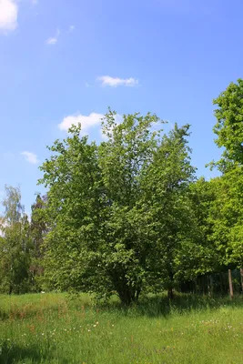 Ольха серая – дерево и древесина – Alnus incana