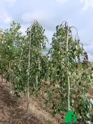 Ольха серая \"Пендула\" (Alnus incana Pendula) - Лиственные растения весна  2023 года - купить лиственные растения спирея, кизильник, барбарис,  лапчатка.