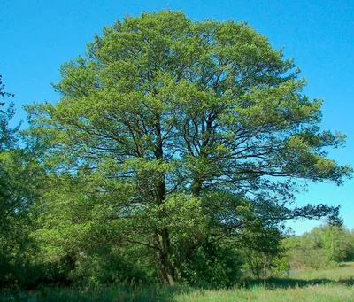 Ольха (85 фото) - описание лиственной породы, где растет, как выглядит и  отличить ольху от других деревьев