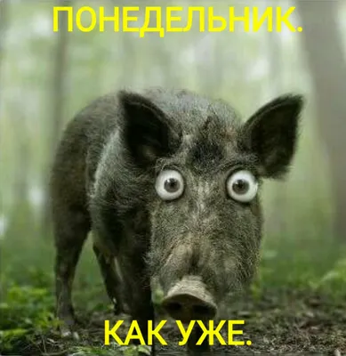 Как, опять понедельник?!