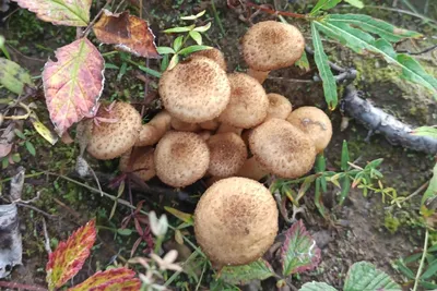Опята: как вырастить отличные грибы из фирменного мицелия, прямо в вашем  саду и даже дома – пошаговая инструкция