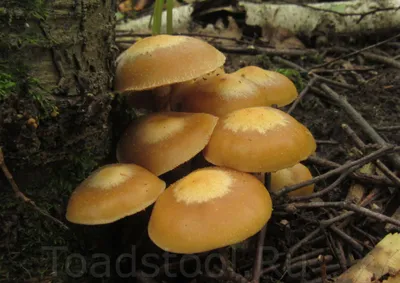 В Беловежской пуще рассказали, как распознать осенние опята среди других  грибов