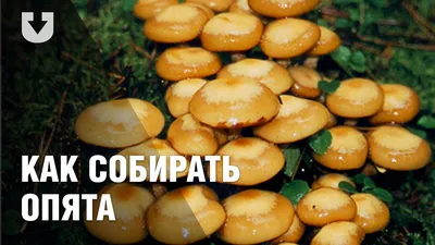 Грибы Опята \"Бояринъ\" 3100 мл — KoreaFood — Купить