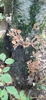 Armillaria mellea - то есть медовое колечко