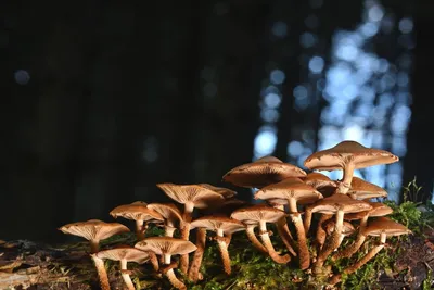 Kuehneromyces mutabilis, Опенок летний (варушка)