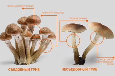 Лес густой грибы опята на пеньке, …» — создано в Шедевруме