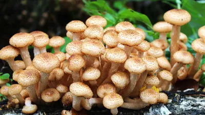 Разновидности грибов опят — съедобные, ложные, луговые, успенские,  китайские, зимние, осенние, летние опята: описание, фото. Как выглядят  съедобные и несъе… | Грибы