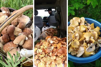 Есть ли грибы в лесу Архангельской области сейчас, какие сейчас грибы в  Архангельской области - 5 сентября 2023 - 29.ru