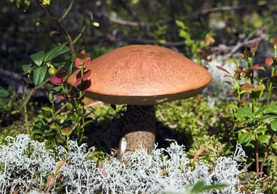 Съедобные грибы на столе» — создано в Шедевруме