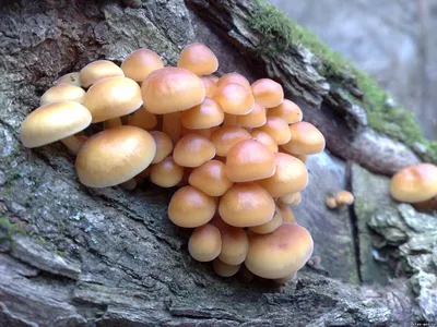 ИНТЕРАКТИВНАЯ КАРТА | Пособие для начинающих грибников. Смотрите, какие  грибы растут в разных уголках Эстонии - Delfi RUS