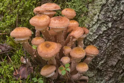 Как отличить съедобные грибы от ядовитых?