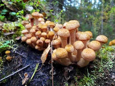 Опята грибы съедобные - фото и картинки: 63 штук