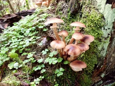Где искать грибы в Ярославской области: лучшие места для охоты за лесными  сокровищами | 14.09.23 | Яркуб