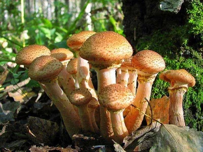 Лисички, подберезовики, белые: где собирать грибы в Красногорске в 2020  году - Советы - РИАМО в Красногорске