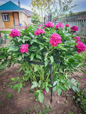 Опора для цветов 45х80 см. Кольцевая опора для цветов. Кольцевая опора для  растений. Опора для пионов роз (ID#1846752496), цена: 1390 ₴, купить на  Prom.ua