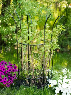 Купить Опора металлическая для садовых растений чёрная 58-913B недорого по  цене 1 155руб.|Garden-zoo.ru
