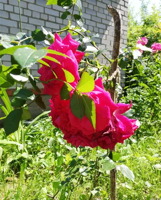 5 любопытных идей подпорок (опор) для плетистых роз | Белорусские сотки |  Дзен