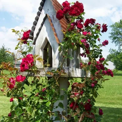 Опора для плетистой розы - красивые фото