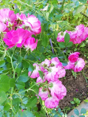 Опора для цветов растений в саду металлическая декоративная, держатель  вертикальный для подвязки роз. — купить в интернет-магазине по низкой цене  на Яндекс Маркете
