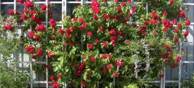 Плетистые розы, сорта, фото, описание