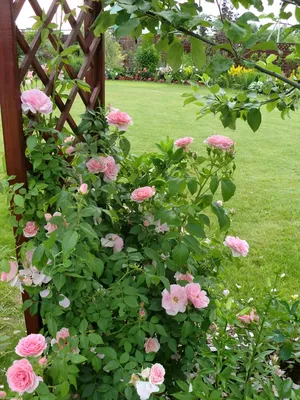 Роза плетистая - опоры для роз | Цветы