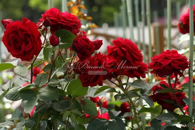 Как легко поднять и закрепить плетистую розу, используя подручные средства.  Весенний уход за розами. - YouTube