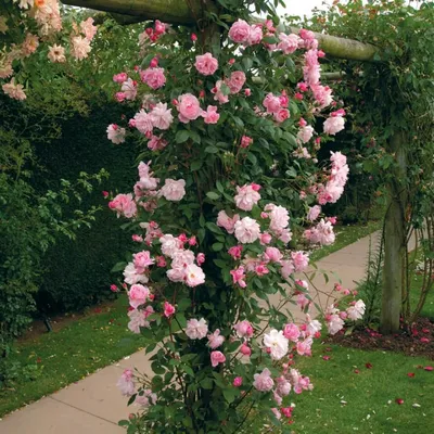 Купить Плетистая роза на арке, уход и рекомендации | Опт и розница на  «ВКРАЙ ДЕКОР»