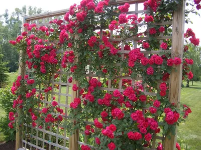 Опора для плетистой розы своими руками: материалы и конструкции